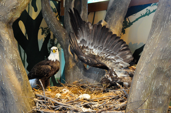 stuffed bald eagles